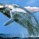 Illustration for article titled Increased rate of sunburn found . . . in whales